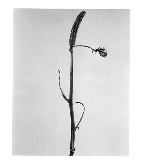 Joan Fontcuberta