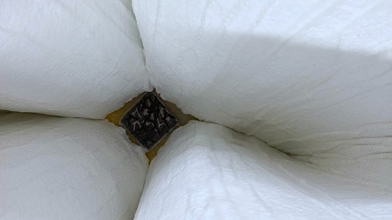 Shelter, 2014 Lorena Pedemonte Tarodo