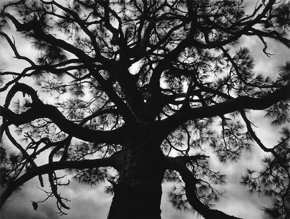 Robert Longo. Untitled (Pine Tree), 2015. charcoal on mounted paper.
59 x 78 1/2 inches (image), 149.9 x 199.4 cm. 66 x 85.75 inches (frame), 167.6 x 217.8 cm Robert Longo