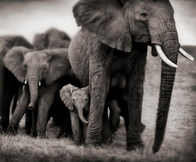 Nick Brandt