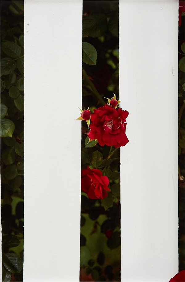 Roe Ethridge