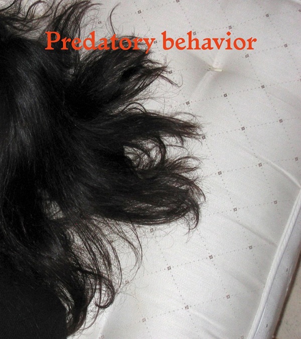T293, ROME ITALY, Predatory behavior
T293, ROME ITALY