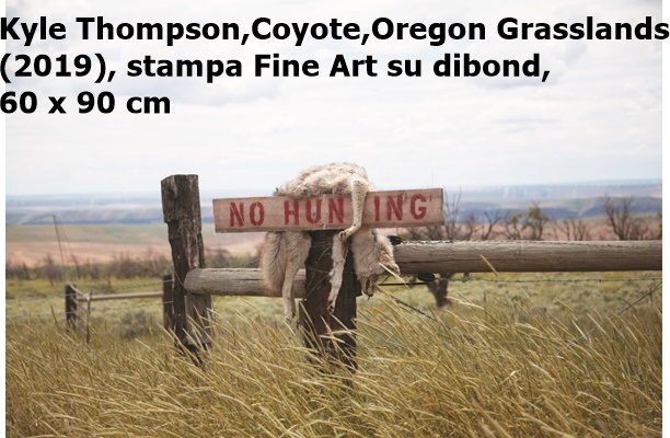 Kyle Thompson, Coyote, Oregon Grasslands (2019), stampa Fine Art su dibond, 60 x 90 cm 
