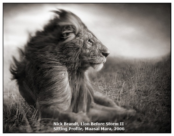 click to enlarge- double click to reduce Nick Brandt, Lion Before Storm II - Sitting Profile, Maasai Mara, 2006
