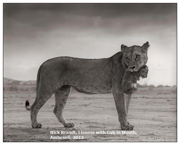 click to enlarge- double click to reduce Nick Brandt, Lioness with Cub in Mouth,
Amboseli, 2012