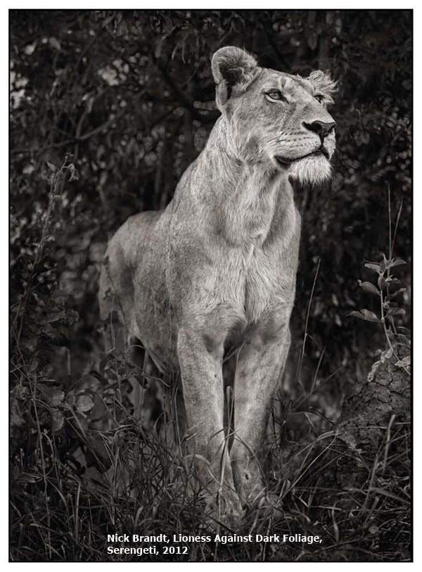 click to enlarge- double click to reduce Nick Brandt, Lioness Against Dark Foliage,
Serengeti, 2012