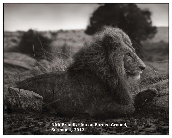 click to enlarge- double click to reduce Nick Brandt, Lion on Burned Ground,
Serengeti, 2012