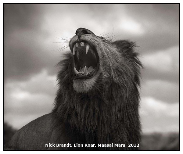 click to enlarge- double click to reduce Nick Brandt, Lion Roar, Maasai Mara, 2012