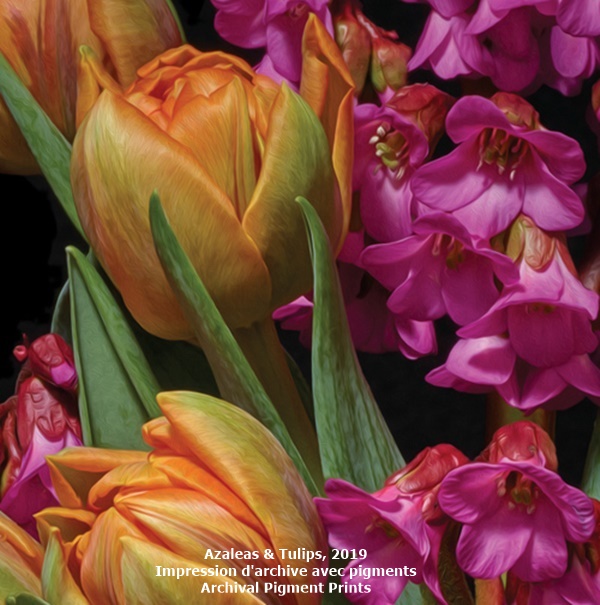 click to enlarge- double click to reduce Azaleas & Tulips, 2019
Impression d'archive avec pigments
Archival Pigment Prints
