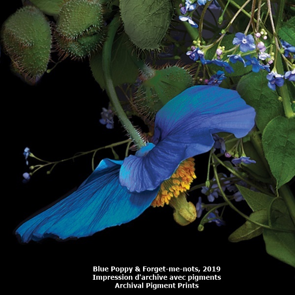 click to enlarge- double click to reduce Blue Poppy & Forget-me-nots, 2019
Impression d'archive avec pigments
Archival Pigment Prints