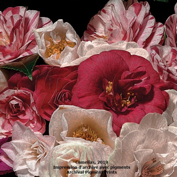 click to enlarge- double click to reduce Camelias, 2019
Impression d'archive avec pigments
Archival Pigment Prints