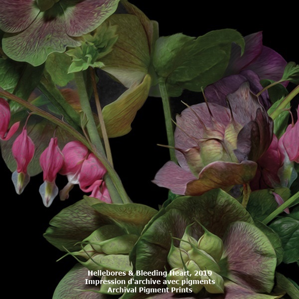 click to enlarge- double click to reduce Hellebores & Bleeding Heart, 2019
Impression d'archive avec pigments
Archival Pigment Prints