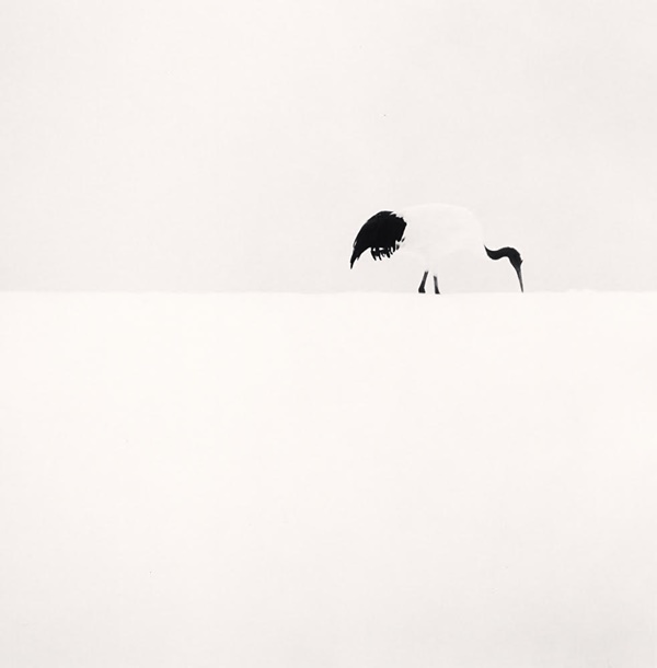 click to enlarge- double click to reduce Michael Kenna, Red Crown Crane Feeding, Tsurui, Hokkaido, Japan. 2005