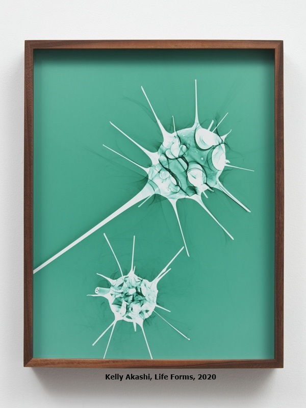click to enlarge- double click to reduce Kelly Akashi, Life Forms, 2020
