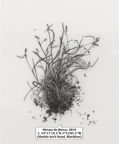 click to enlarge- double click to reduce Miriam de Búrca; 3. 54°17’19.2”N 7°52’05.5”W (Marble Arch Road, Blacklion), 2019