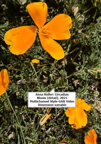 click to enlarge- double click to reduce Anna Ridler: Circadian Bloom (detail), 2021
Multichannel Style-GAN Video
Dimension variable
