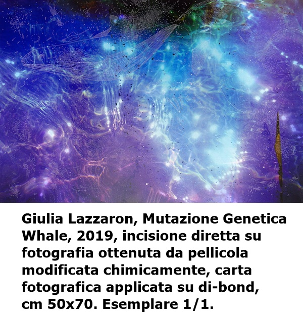 4.	Giulia Lazzaron, Mutazione Genetica Whale, 2019, incisione diretta su fotografia ottenuta da pellicola modificata chimicamente, carta fotografica applicata su di-bond, cm 50x70. Esemplare 1/1.