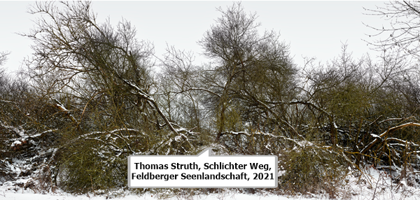 Thomas Struth, Schlichter Weg, Feldberger Seenlandschaft, 2021