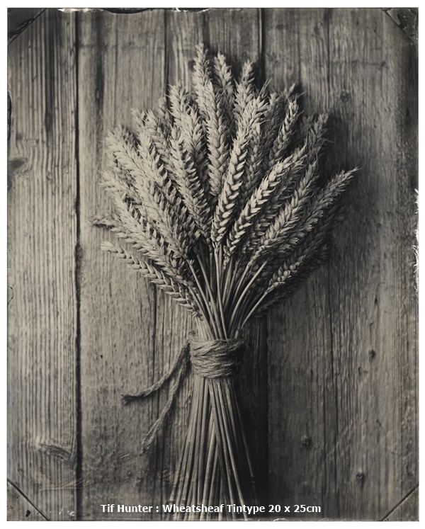 click to enlarge- double click to reduce Tif Hunter : Wheatsheaf
Tintype
20 x 25cm