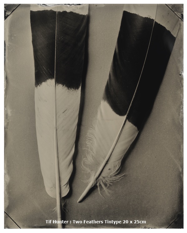 click to enlarge- double click to reduce Tif Hunter : Two Feathers
Tintype
20 x 25cm