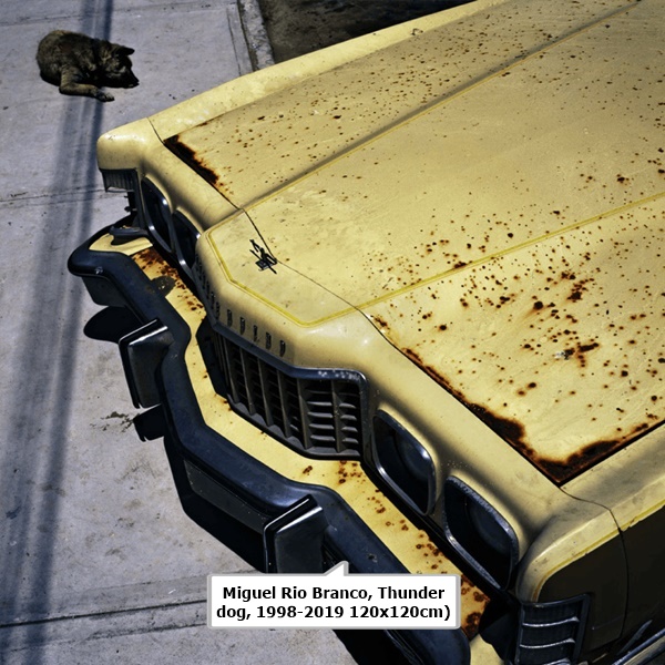 Miguel Rio Branco, Thunder dog, 1998-2019 120x120cm)