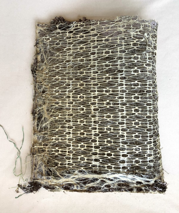 click to enlarge- double click to reduce Diana Scherer, Bound #1, 2021. Grown textile roots system. Framed approx. 50 H x 40 W x 10 D cm