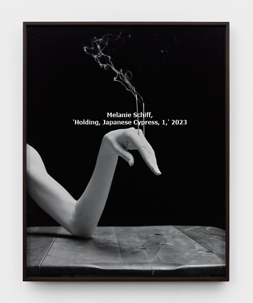 Melanie Schiff, 'Holding, Japanese Cypress, 1,' 2023