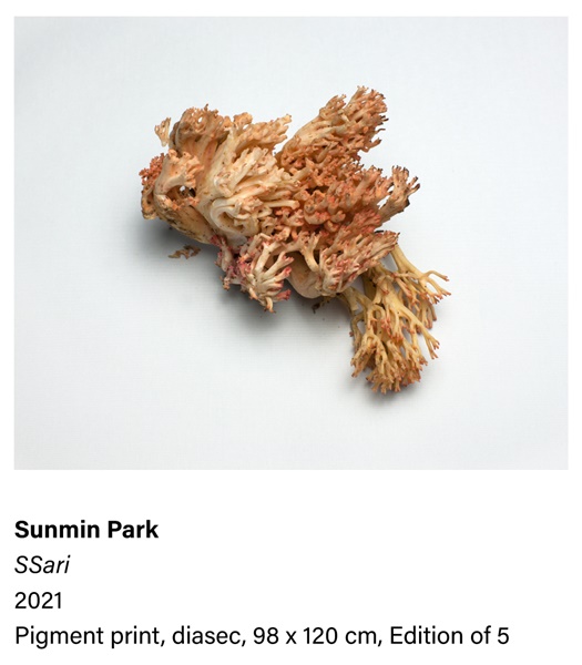click to enlarge- double click to reduce SUNMIN PARK
SSari, 2021
Pigment print, Diasec
98 x 120 cm
Edition of 5 plus 1 artist's proof (#1/5)