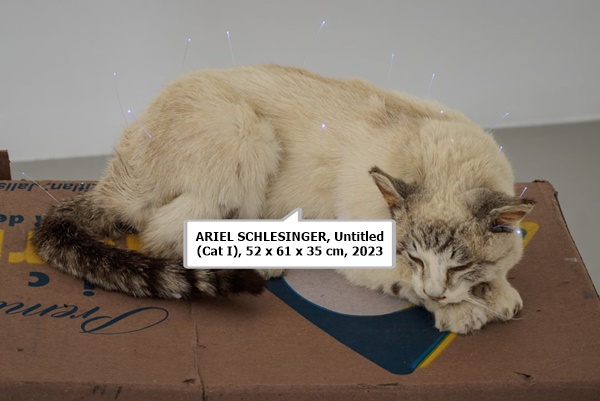 click to enlarge- double click to reduce ARIEL SCHLESINGER, Untitled (Cat I), 52 x 61 x 35 cm, 2023