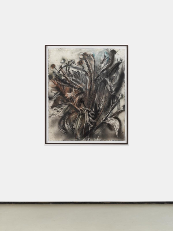 click to enlarge- double click to reduce Jim Dine : The Botanical Drawings