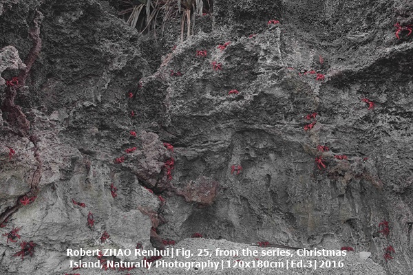 click to enlarge- double click to reduce Robert ZHAO Renhui|Fig. 25, from the series, Christmas
Island, Naturally Photography|120x180cm|Ed.3|2016