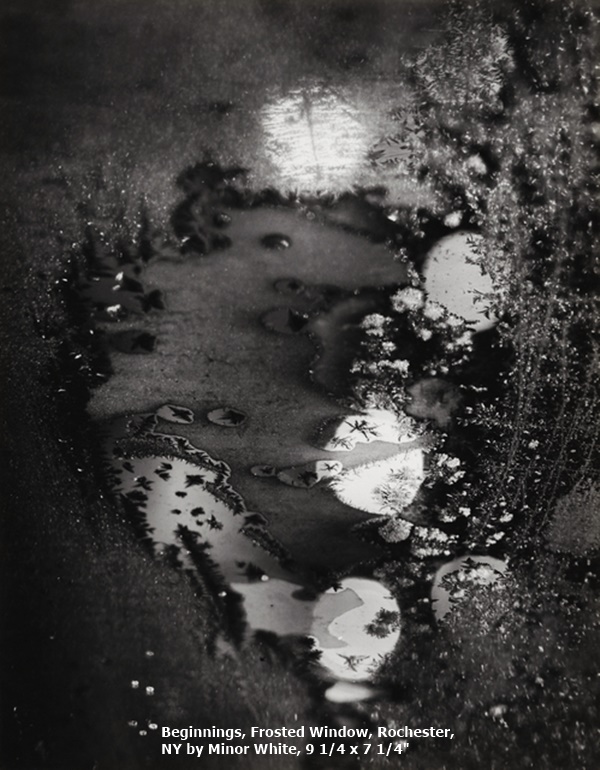 Beginnings, Frosted Window, Rochester, NY by Minor White, 9 1/4 x 7 1/4