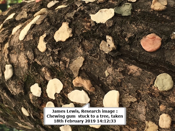 click to enlarge- double click to reduce James Lewis, Research image : Chewing gum stuck to a tree, taken 18th February 2019 14:12:33