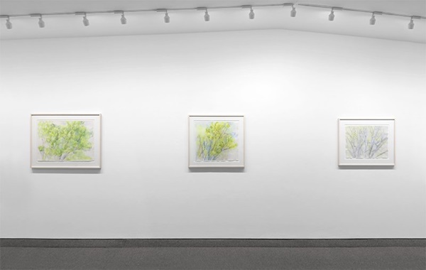 Sylvia Plimack Mangold : THE PIN OAK, 1985-2015 Installation view