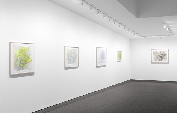 Sylvia Plimack Mangold : THE PIN OAK, 1985-2015 Installation view